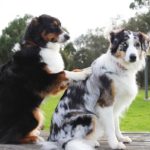 Animal Assisted Therapy – What Is It? Animal Assisted Therapy