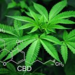 Cannabinoid Research