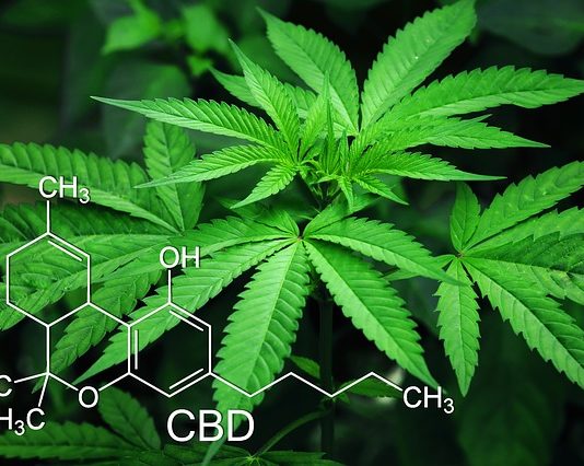 Cannabinoid Research: Diabetes Mellitus Cannabinoid Research