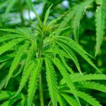 BBC NEWS Cannabis Compound Halts Cancer