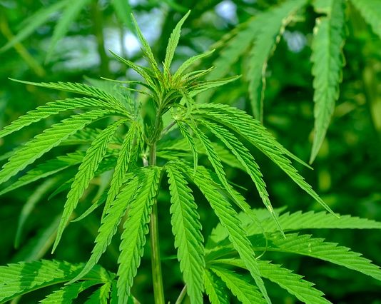 BBC NEWS: Cannabis Compound Halts Cancer BBC NEWS Cannabis Compound Halts Cancer