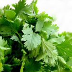 Coriander