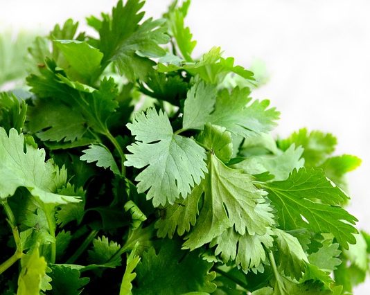 Know & Love Your Herbs – Coriander Coriander