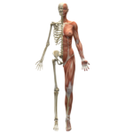 SFEF Kinesiology