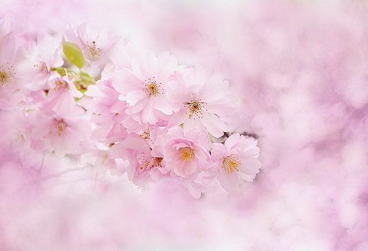 Wabi Sabi: The Beauty of Imperfection The Beauty of Imperfection