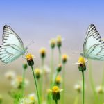 The Butterfly Effect