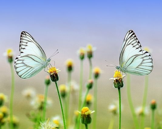 The Butterfly Effect The Butterfly Effect