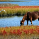 Working With Animal Energies animal energies