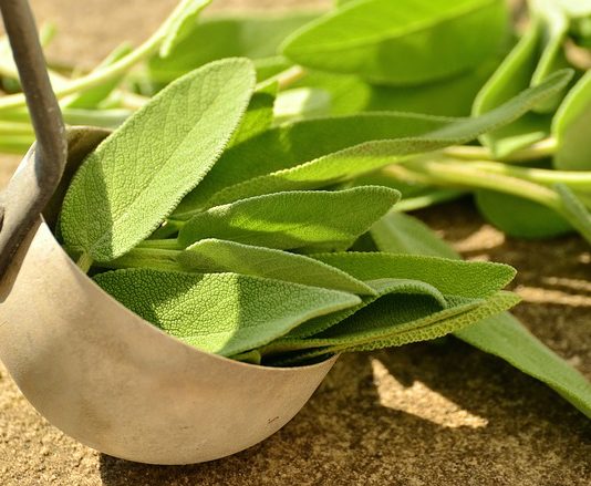 Know And Love Your Herbs – Mighty Sage