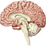 Boost Blood Flow For A Better Healthier Brain. blood flow