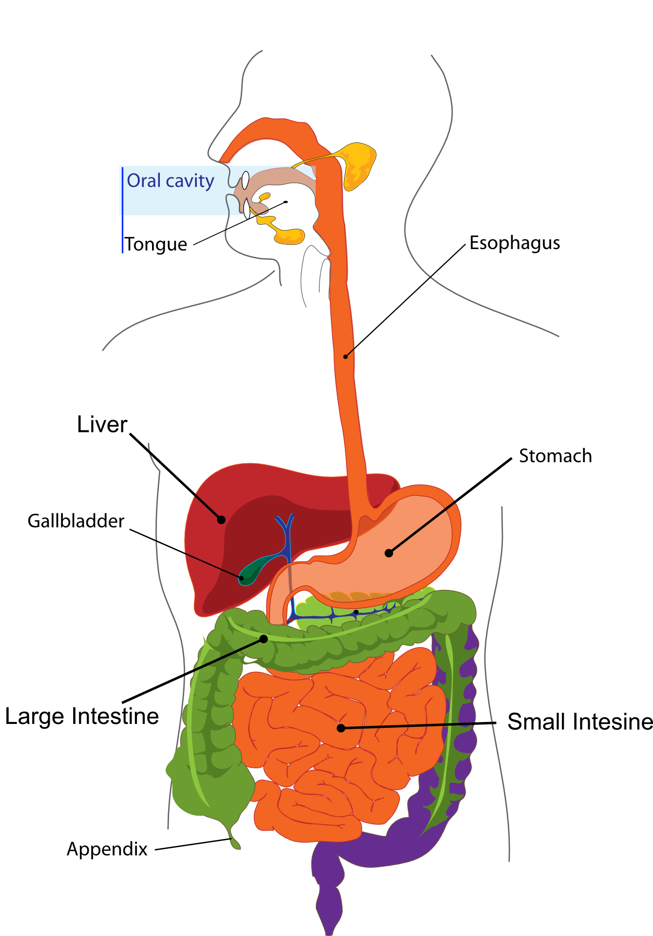 what are the six steps of digestion