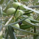 Olive Leaf Extract