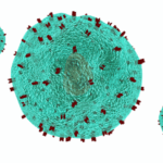 Why Is The Immune System Important For A Healthy Life?