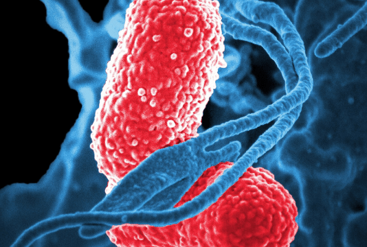 The Forgotten Organ. The Vital Organ Your Doctor (Likely) Doesn’t Know About