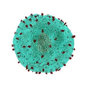 Why Is The Immune System Important For A Healthy Life?