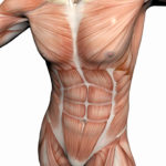 Anatomy Of The Man, Muscular Man.