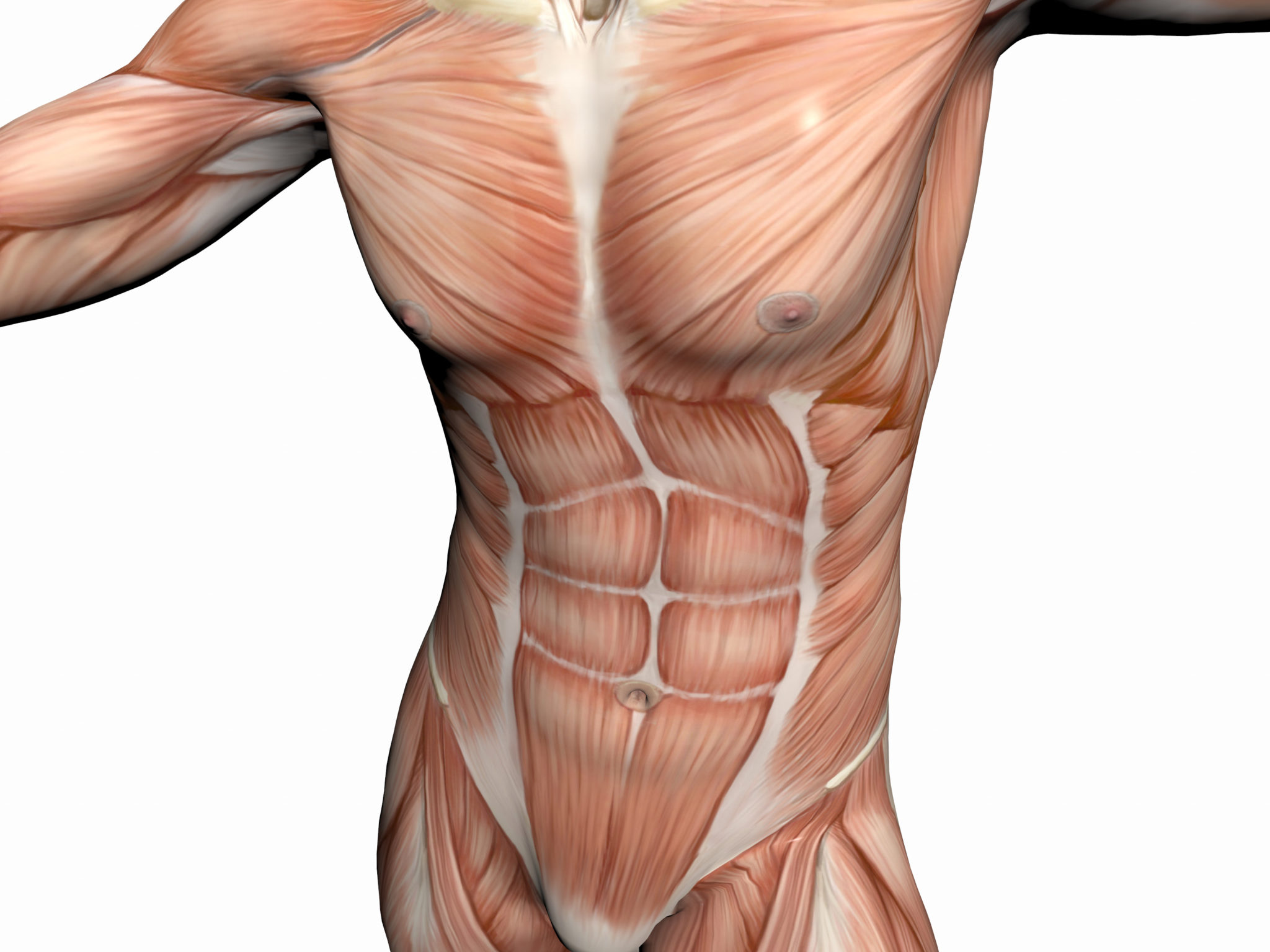 Сильные мышцы живота. Мышцы живота анатомия человека. Мышцы брюшного пресса анатомия. Брюшные мышцы живота анатомия. Косые мышцы живота.