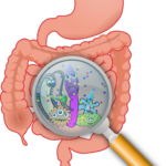 Achieving Our Healthy Weight Do Our Gut Bugs Have A Role