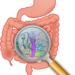 Achieving Our Healthy Weight Do Our Gut Bugs Have A Role