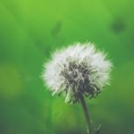 Stop Allergies