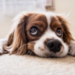 Dogs For Seniors