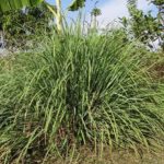 LemonGrass
