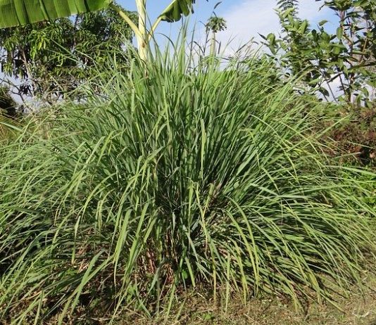 LemonGrass. Side Effects & Health Benefits LemonGrass