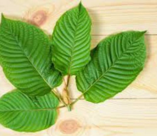 What Is Kratom & How Can It Help? What Is Kratom