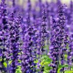 Lavender-1