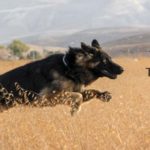 Tips-To-Make-The-Black-Dog-Run-Away-1